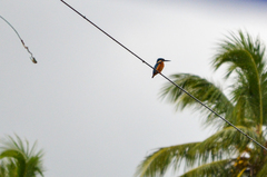 Alcedo atthis