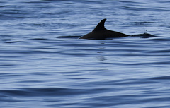 Delphinus delphis