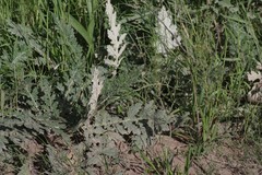 Platycarpha glomerata