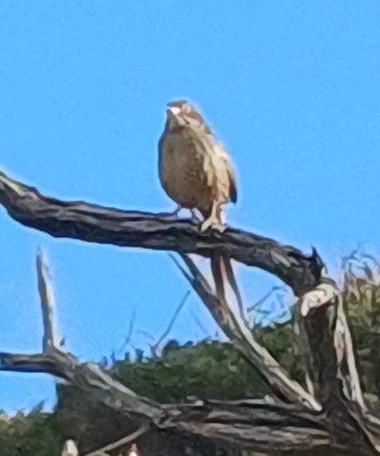 Cape Grassbird (Sphenoeacus afer), photo 6