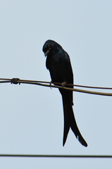 Dicrurus macrocercus