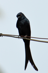 Dicrurus macrocercus