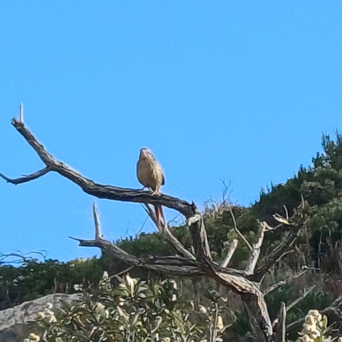 Cape Grassbird (Sphenoeacus afer), photo 7