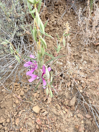 Gunsight clarkia (Clarkia xantiana)
