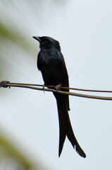 Dicrurus macrocercus