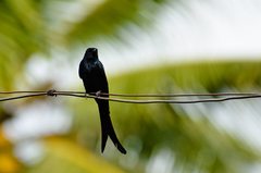 Dicrurus macrocercus