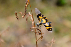 Rhyothemis variegata