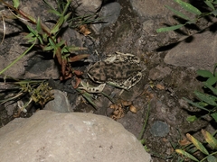 Rhinella arunco