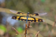 Rhyothemis variegata