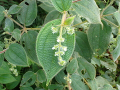 Miconia dependens, photograph (c) Kozue Kawakami, some rights reserved (CC BY-SA)