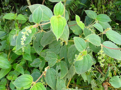 Miconia dependens, photograph 5