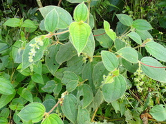 (c) Kozue Kawakami, some rights reserved (CC BY-SA) Miconia dependens, photograph (c) Kozue Kawakami, some rights reserved (CC BY-SA)