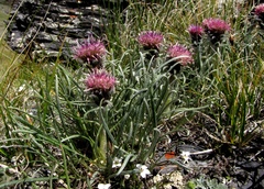 Saussurea leucophylla