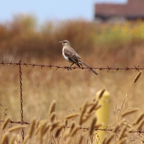 iNaturalist observation photo of Northern Mockingbird