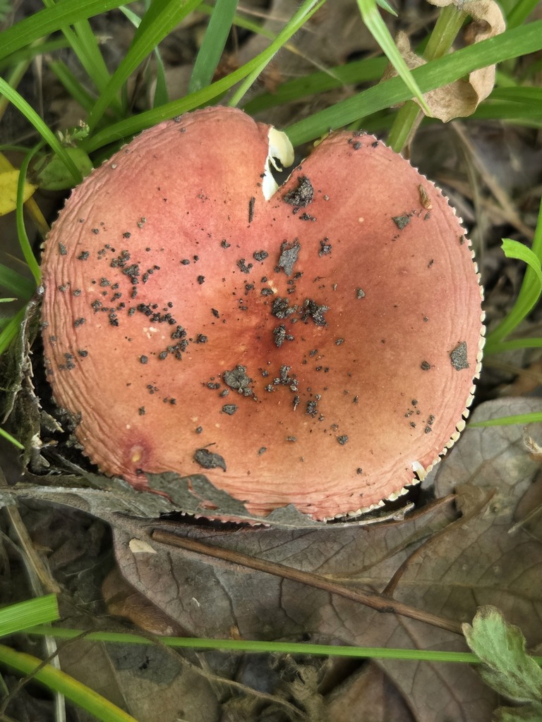 Russula betularum