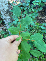 Dirca occidentalis, photograph author not stated, no rights reserved