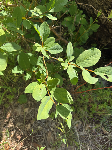 Dirca occidentalis, photograph 4