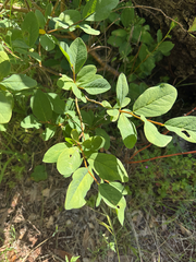 Dirca occidentalis, photograph (c) Carrie Seltzer, some rights reserved (CC BY)