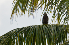 Milvus migrans