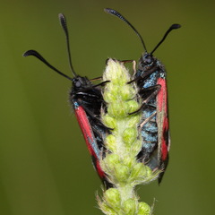 Zygaena minos