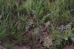 Platycarpha glomerata