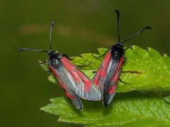 Zygaena minos