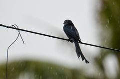 Dicrurus macrocercus