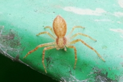 Philodromus albidus