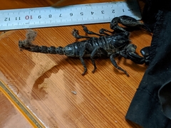 Heterometrus laoticus