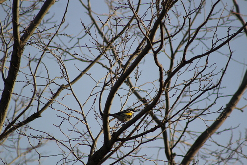 Myrtle Warbler photographed in North Dakota