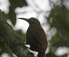 Xiphocolaptes promeropirhynchus