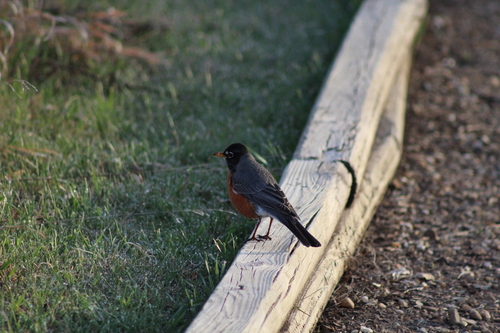 American Robin photographed in North Dakota