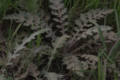 Platycarpha glomerata