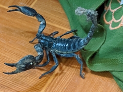 Heterometrus laoticus