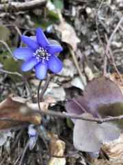 Hepatica nobilis