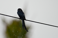 Dicrurus macrocercus