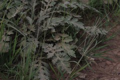 Platycarpha glomerata