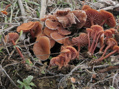 Laccaria lateritia