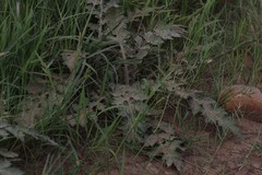 Platycarpha glomerata