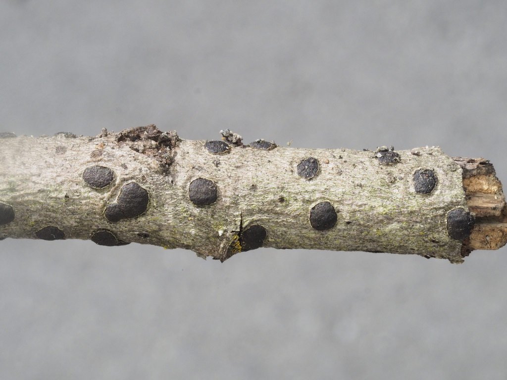 Diatrypella sp. 'BC01'