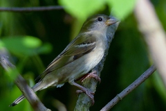 Passer domesticus