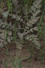 Platycarpha glomerata