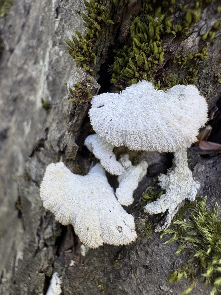Schizophyllum commune · April 2026 · photo: © ekaterina_kravtsova (iNaturalist, cc-by)
