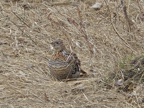 Ruffed Grouse