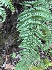 Myriopteris alabamensis image