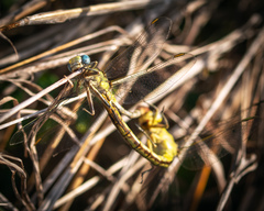 Phanogomphus militaris