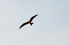 Milvus migrans