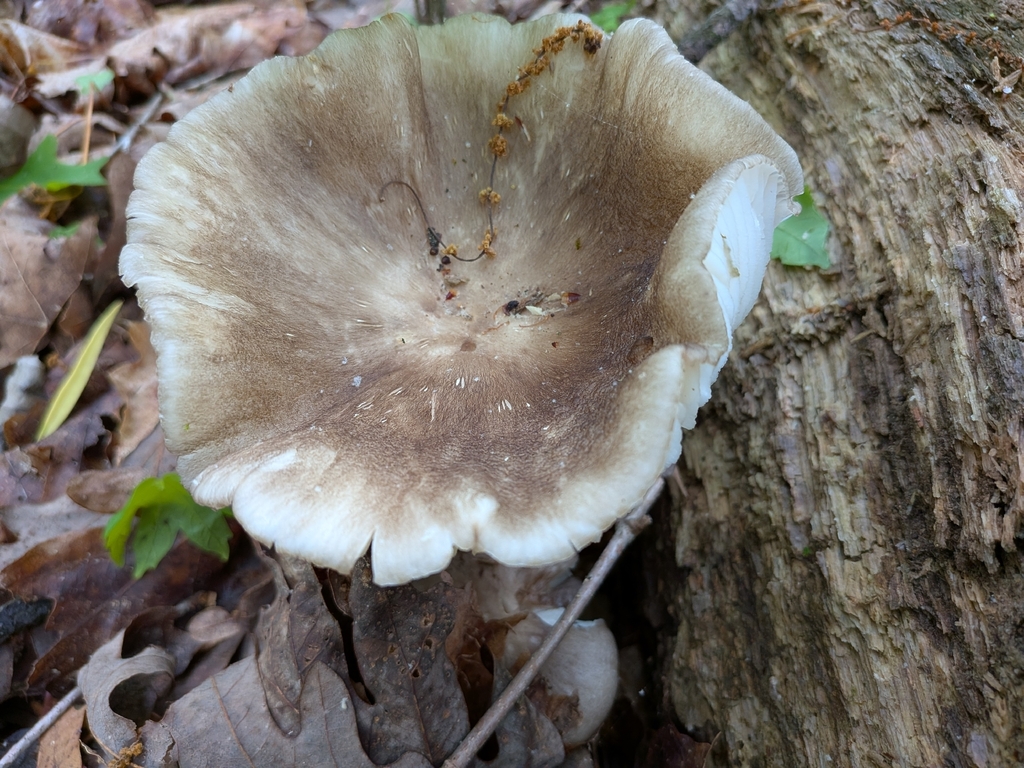Megacollybia rodmanii · April 2026 · photo: © robert_alabama (iNaturalist, cc0)