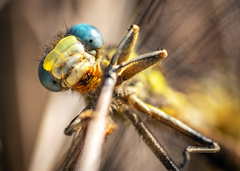Phanogomphus militaris