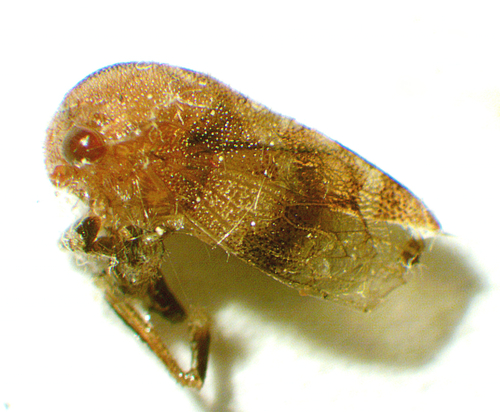 Ophiderma definita photo 4